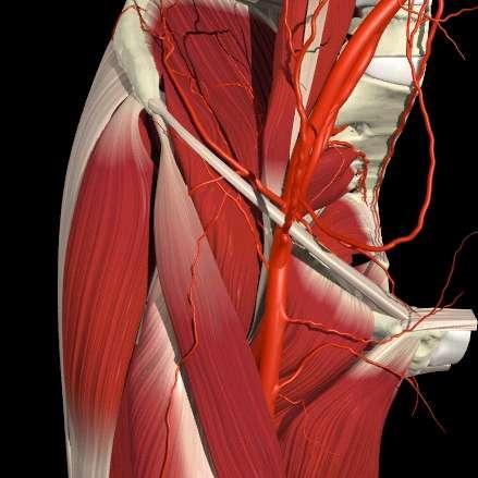Arteria iliaca comune A.