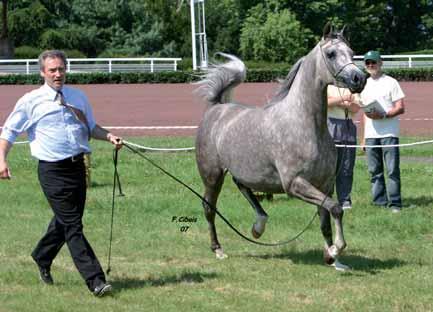 JALICIA DE NAUTIAC Champion Filly Estana Arabians d Alsazia davanti ad una bella figlia di Hlayyil Ramadan della famiglia Sardar.