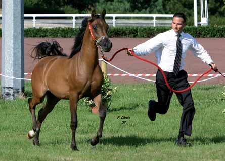 ZAWAH DE LAM Reserve Filly Lafon, Volkov al Raix di Jean-Michel Franceries, che vince il campionato davanti ad Alphis de