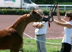 Quest anno la categoria futurity femmine era di una qualità superiore, si sono distinte su tutte tre puledre di cui due bellissime figlie di Ajman Moniscione: Baila de Djoon, campionessa e Djoonam,