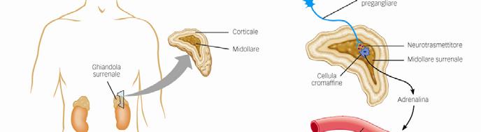 Innervazione simpatica