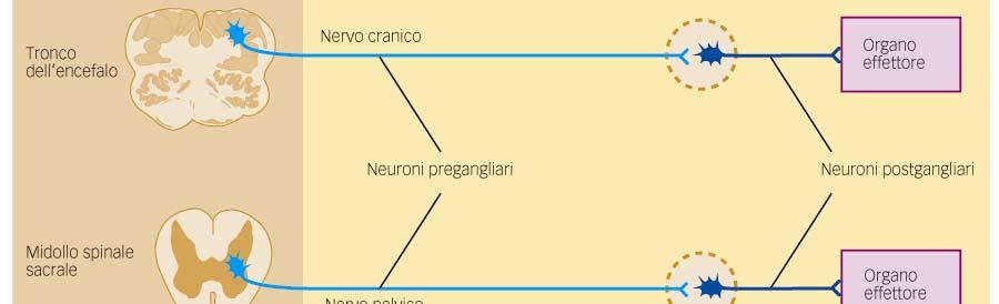 surrenale Vie nervose