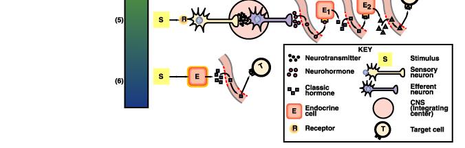 delle vie di controllo nervose, endocrine e