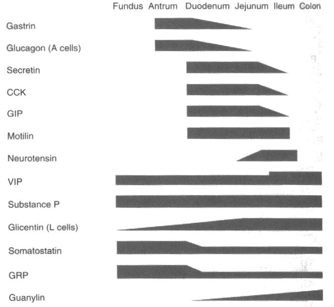 Il sistema APUD Le cellule del sistema APUD (Amine precursor uptake and decarboxylation) si trovano a diversi livelli nel