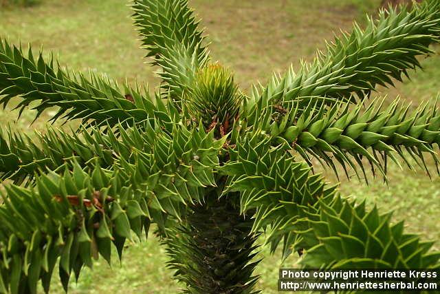 Il genere Araucaria comprende diverse specie arboree originarie