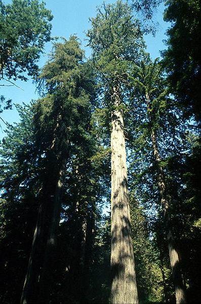Sequoia sempervirens (D. Don) Endl.