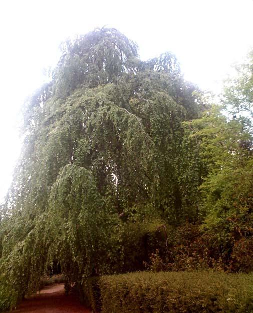 Faggio (fagus silvatica) Località pressi parco Proprietà privata Circonferenza 523 m. Diametro 90 cm. Altezza 8 m.