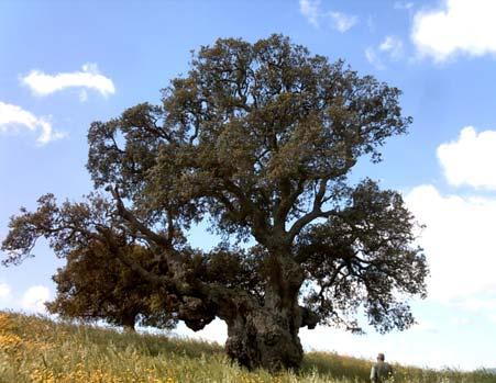 Sughera (Quercus suber) Località Crastu Proprietà privata Circonferenza