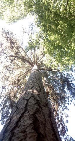Pino d aleppo (pinus halepensis) Località Parco Aymerich Proprietà Regione