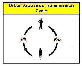 Come può svilupparsi un epidemia?