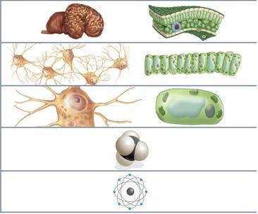 unicellulari o pluricellulari); Nuove cellule possono derivare soltanto da cellule