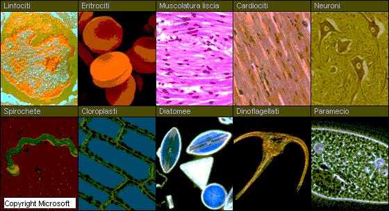 STRUTTURA DELLA CELLULA La cellula sia animale che vegetale è dotata di vita propria: si nutre, respira, trasforma le sostanze, elimina i rifiuti