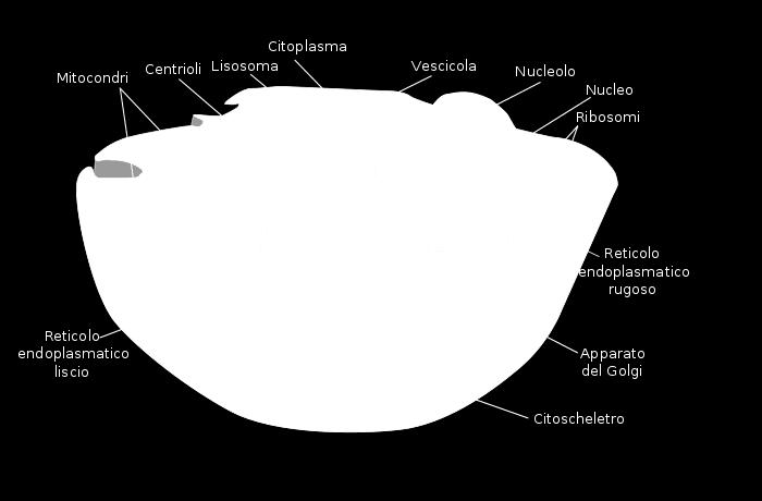 funzione specifica Gli organuli più importanti sono i mitocondri, l apparato