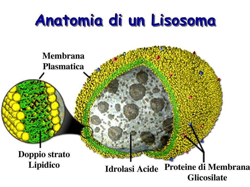 vescicole Contenenti enzimi digestivi,