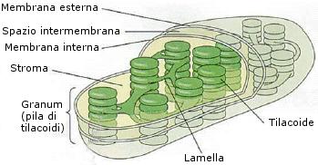 STRUTTURA