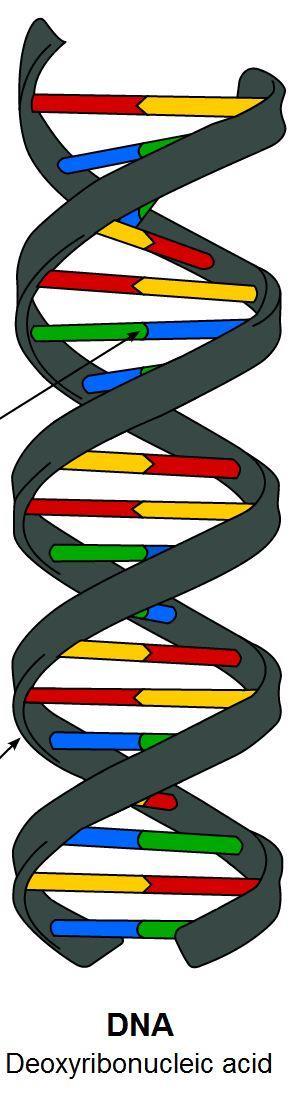 Diversi tipi di divisione cellulare Ogni cellula che sia animale o vegetale è in grado di riprodursi: di dividersi in due cellule figlie Il processo di divisione cellulare è diretto dal