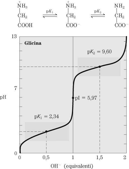 Curva di titolazione della GLICINA La curva di titolazione mostra due fasi distinte, corrispondenti ai due differenti gruppi titolabili della glicina.