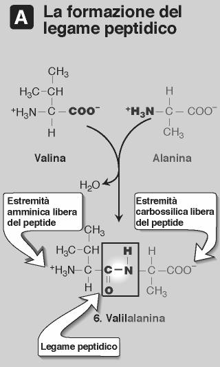 Il legame che deriva dalla condensazione di α - amminoacidi (con eliminazione di una molecola di H 2 O) viene chiamato legame peptidico: