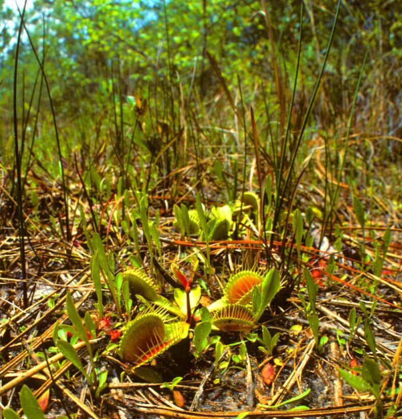 Dionaea