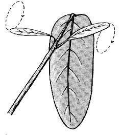 Movimenti dei vegetali Altre piante capaci di movimenti sono la pianta telegrafo (Codariocalyx motorius) che compie spostamenti delle foglie in alcuni
