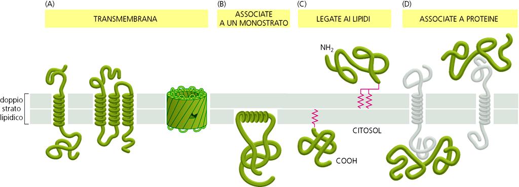 Le proteine si membrana si possono associare al doppio strato lipidico con