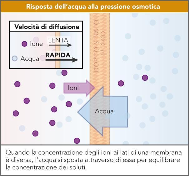 acqua verso il compartimento a maggior concentrazione di ioni e