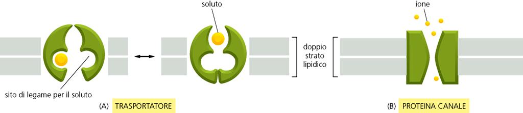 Il trasporto di molecole idrosolubili attraverso la membrana plasmatica è realizzato mediante due classi di proteine di trasporto di membrana: TRASPORTATORI: sono altamente specifici; dopo aver