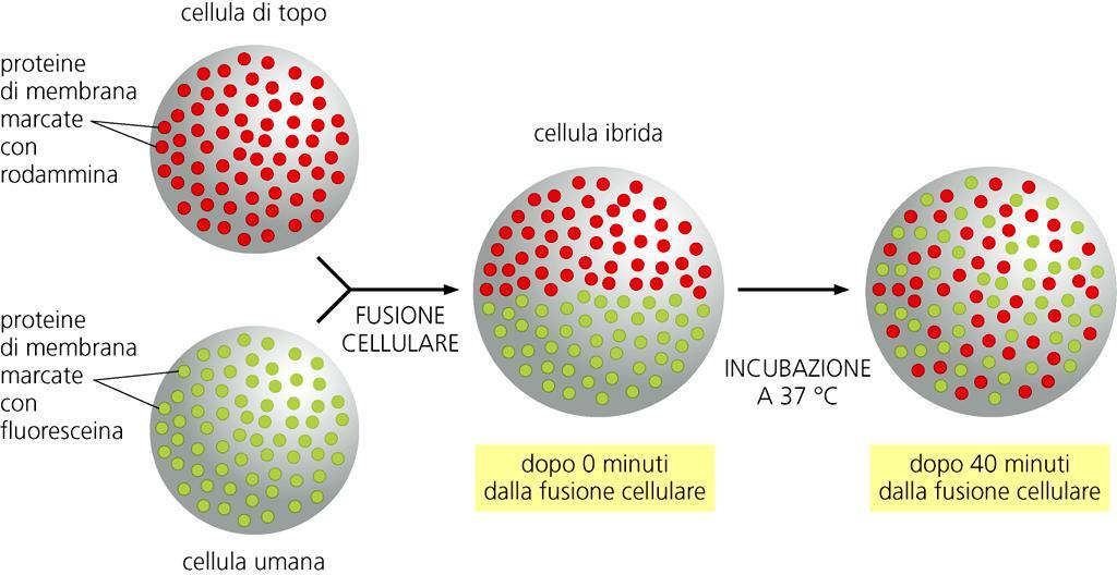 Come si può evidenziare la fluidità delle membrane cellulari?