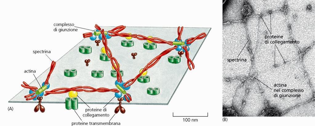 CORTEX CELLULARE: una regione periferica del citoplasma, a ridosso della membrana, che contribuisce a