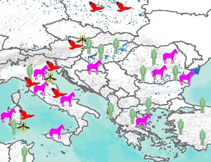 migratori a corto