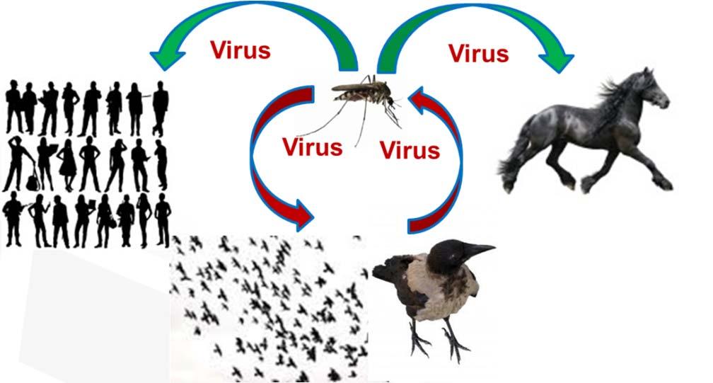 circolazione del virus per fornire informazioni utili e tempestive