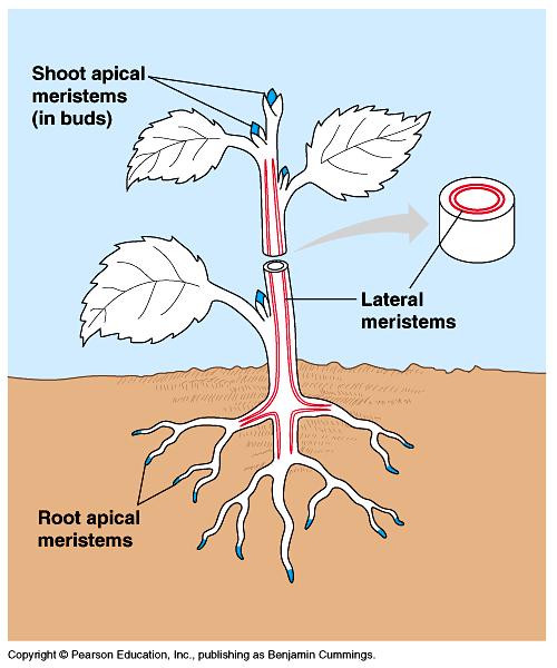 Tessuti embrionali o meristematici Meristemi primari accrescimento in lunghezza della pianta Meristemi secondari accrescimento in diametro della