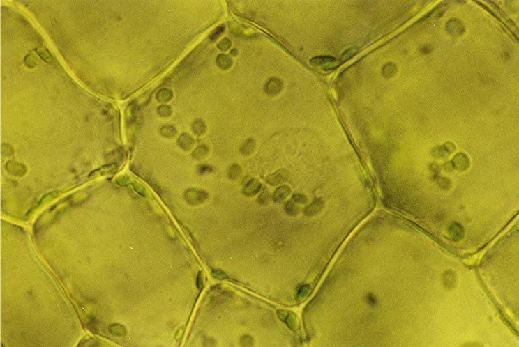 Parenchima clorofilliano - fotosintesi -