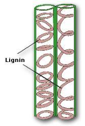 Xilema cellule che cominciano a