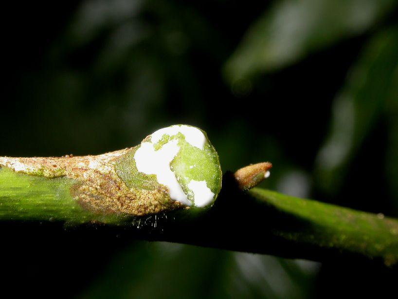 Tubi laticiferi cellule vive, cilindriche, allungate, sovrapposte l una all altra a formare lunghi