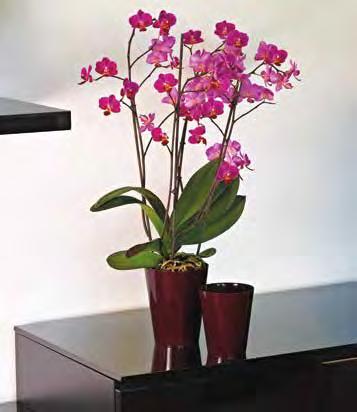 clivo orchidea