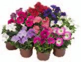 caldo Round headed - heat tolerant SURFINIA selection PETUNIA Cima Mini 03 02 65 SNOW 03 02 68 YELLOW EARLY 03 02 63 TABLE