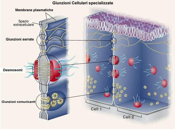 Un tipo di filamento intermedio forma un reticolo, chiamato lamina nucleare,