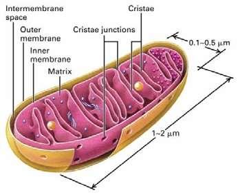 Mitocondri 1µm=0,001 mm Lunghezza 1-2µm (10 µm max) Larghezza 0,1-0,5 µm (2 µm max) Sia numero che organizzazione morfologica molto varia Generalmente da 1000 a 2000 per cellula.