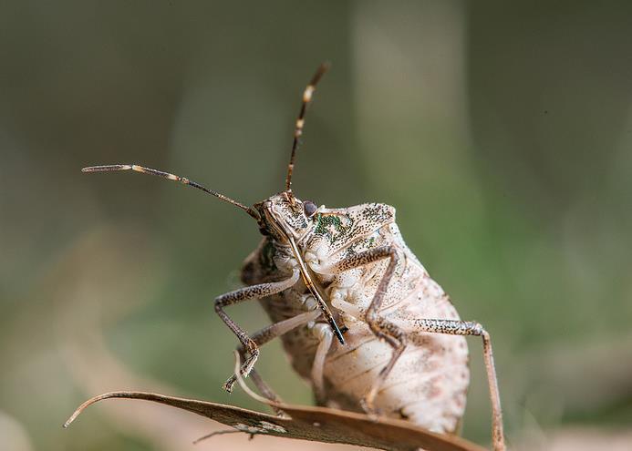 La cimice asiatica, una nuova avversità del pero: le strategie di difesa Massimo