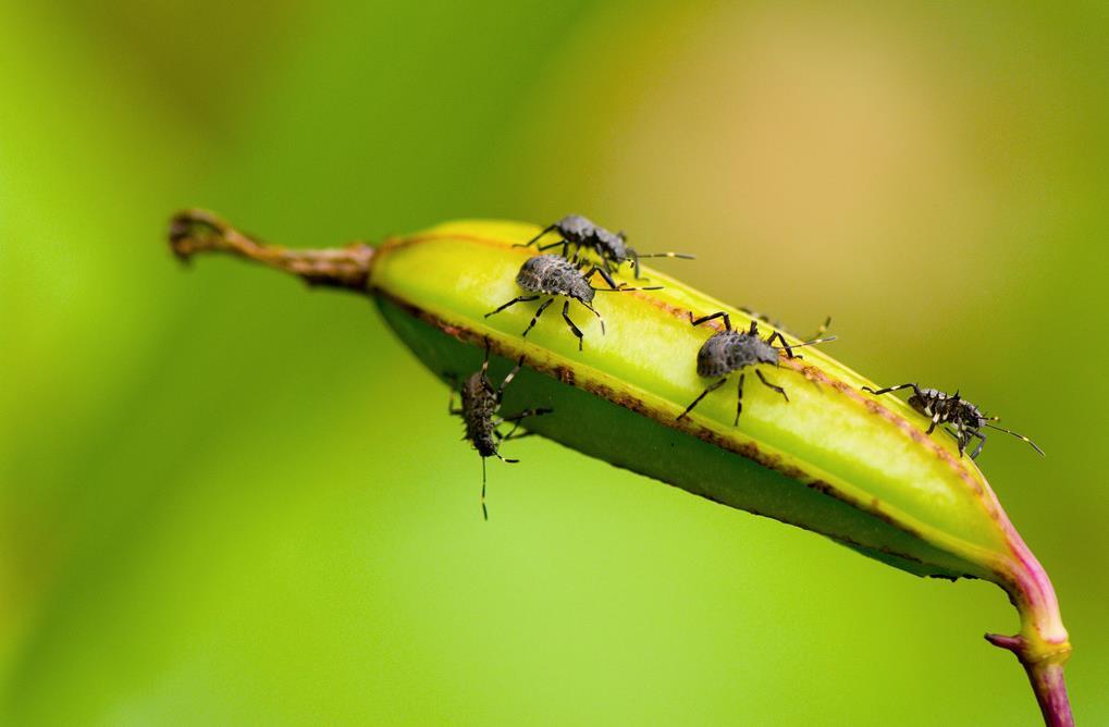 Per gestire le infestazioni non esiste una soluzione semplice Non esistono prodotti miracolosi in grado di controllare le infestazioni della cimice asiatica Occorre