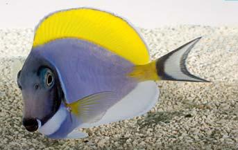 PESCE D ACQUA MARINA Pesce pagliaccio Amphiprion ocellaris Pomacentridi Oceano Indiano 8-10 cm Caratterizzato da colori vivaci, è il pesce pagliaccio