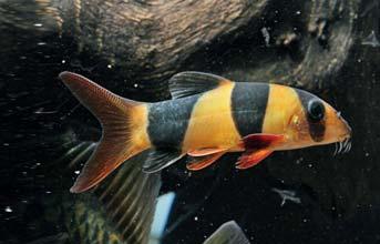 Convivenza: è una specie di gruppo, ma può diventare aggressivo nei confronti dei pesci di piccola taglia.