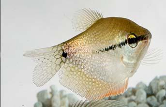 Gourami nano rosso Colisa lalia var. Rossa Osfronemidi Pakistan, India e Bangladesh 6-8 cm Pesce spettacolare, vuole acquari con acqua tenera, acida e calda, e con vegetazione superficiale.