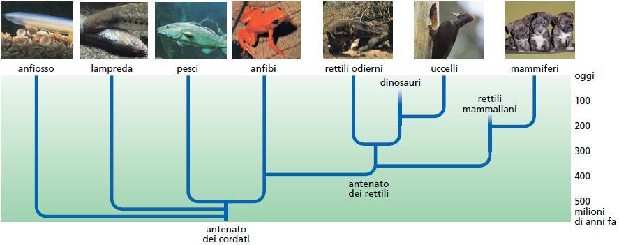 ANIMALI VERTEBRATI CARATTERISTICHE VERTEBRE ANELLI DI TESSUTO OSSEO CHE FORMANO LA CONONNA VERTEBRALE CHE HANNO LA COLONNA VERTEBRALE IL LORO PHYLUM È QUELLO DEI CORDATI VANTAGGI: SOSTEGNO