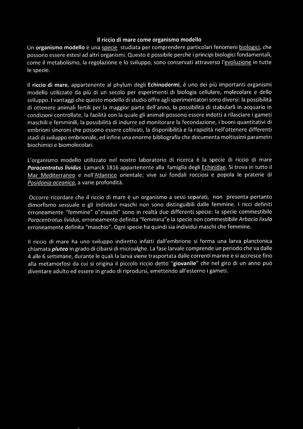 li riccio di mare come organismo modello Un organismo modello è una specie studiata per comprendere particolari fenomeni biologici, che possono essere estesi ad altri organismi.