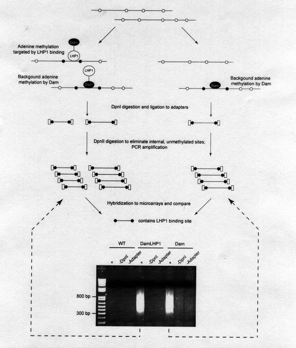 PCR