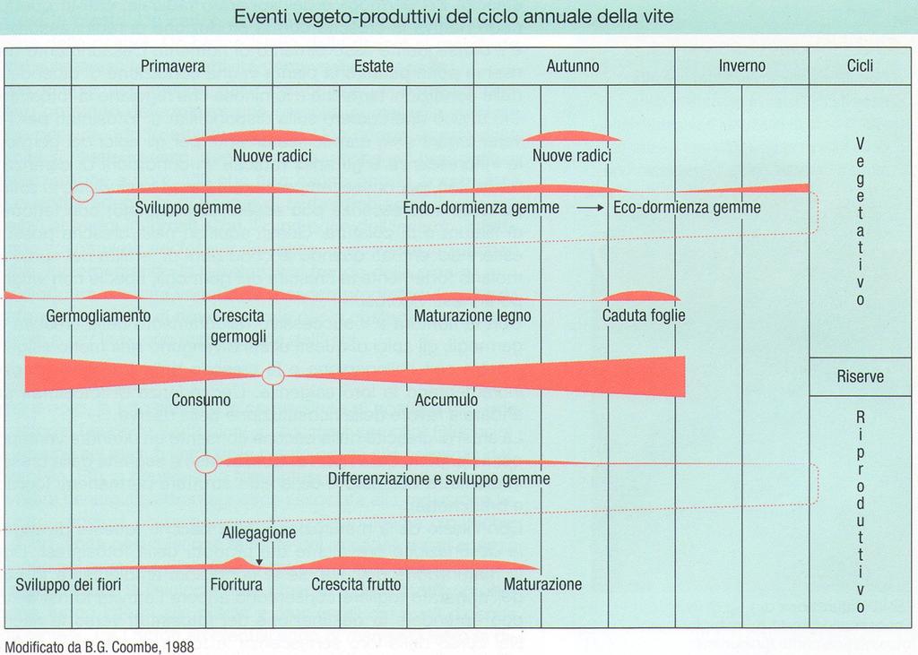 D'Onofrio - "Vitic Generale" 2015 - CICLI e FENOLOGIA 02/04/2015 CICLO ANNUALE e SOTTOCICLI da: La Vite e il Vino, 2007 CICLO ANNUALE