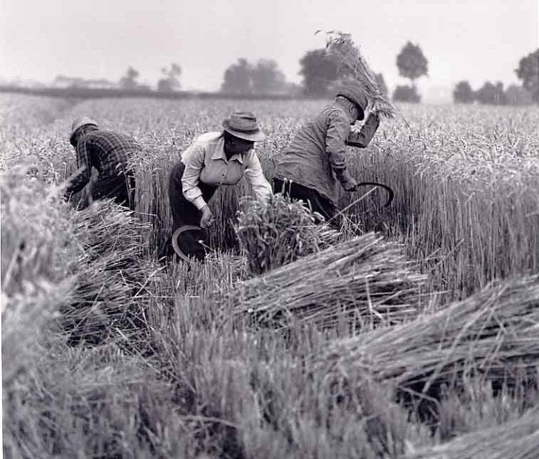 Prima dell avvento della falciatrice il frumento si mieteva col