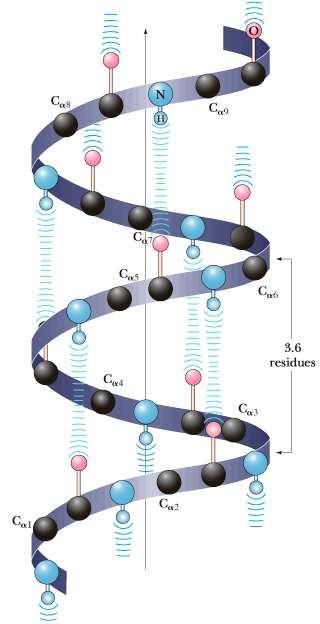 Legame H α-elica ponte-h ogni 3,6 aminoacidi Il legame H si